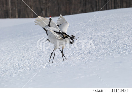 タンチョウ鶴の求愛ダンス-道東の冬景色 タンチョウ鶴の求愛ダンス-道東の冬景色 131153426