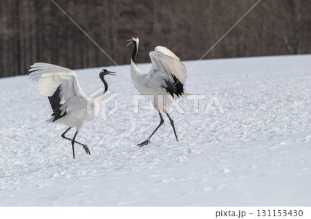 タンチョウ鶴の求愛ダンス－道東の冬景色 131153430