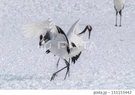 タンチョウ鶴の求愛ダンス－道東の冬景色 131153442
