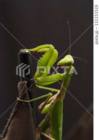 カマキリ カマキリ 131153528