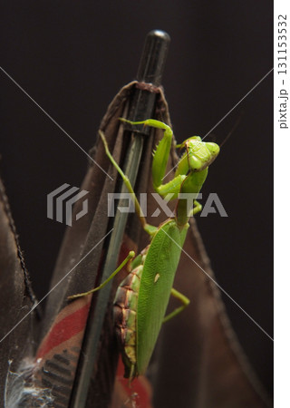 カマキリ カマキリ 131153532
