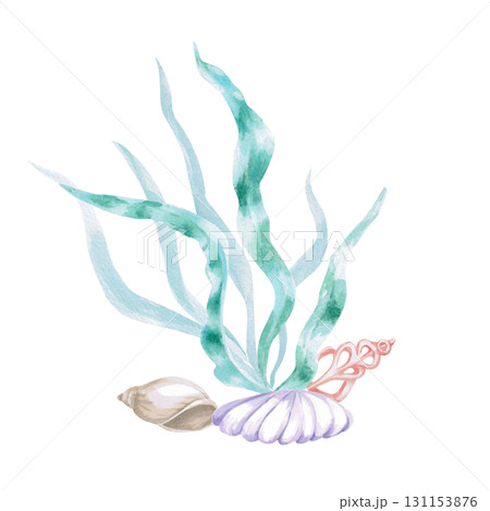 Seaweed with shells. Isolated watercolor illustration in a fairytale style for children's interiors, cosmetics, clothing prints, card designs, and themed holidays. Seaweed with shells. Isolated watercolor illustration in a fairytale style for children's interiors, cosmetics, clothing prints, card designs, and themed holidays. 131153876