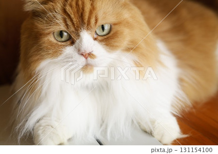 家猫2 131154100