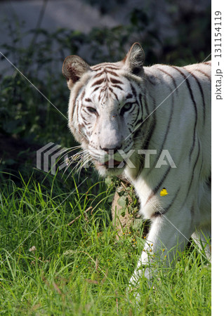 White Bengal tiger White Bengal tiger 131154119
