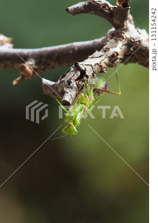 カマキリ カマキリ 131154242
