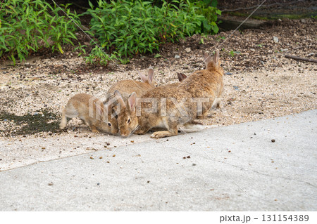 大久野島のうさぎ 広島県竹原市 131154389
