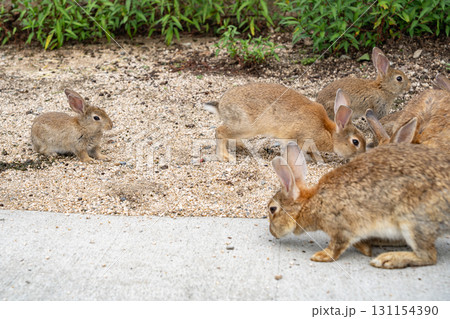 大久野島のうさぎ 広島県竹原市 131154390