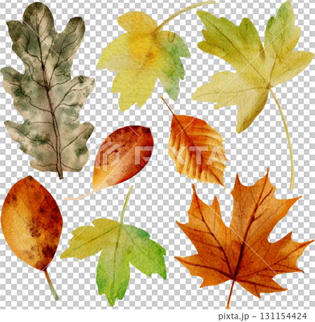 Autumn leaves painted in watercolor 131154424