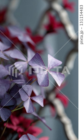 Delicate purple leaves of Oxalis triangularis evoke a mysterious atmosphere in a moody backyard garden 131154483