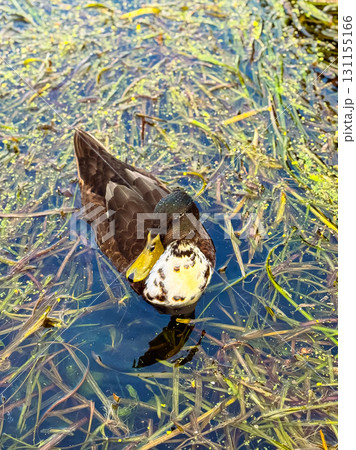 A serene duck gliding through calm waters surrounded by lush greenery on a sunny afternoon A serene duck gliding through calm waters surrounded by lush greenery on a sunny afternoon 131155166