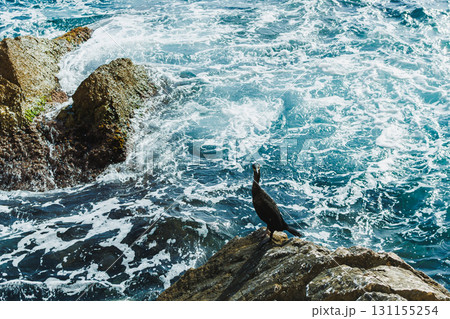Black bird perched on rocky shore with waves crashing during a sunny afternoon by the ocean 131155254
