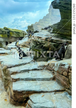 Penguins exploring rocky terrain in a vibrant display of nature and wildlife near the ocean under a cloudy sky 131155260