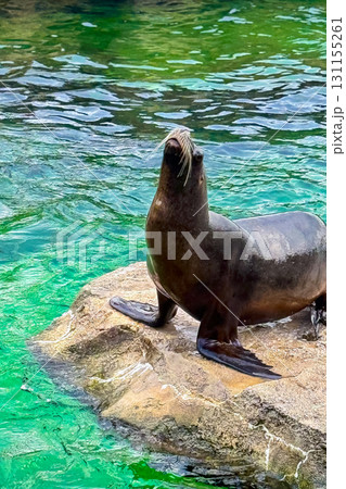Majestic sea lion basking on a rock by the turquoise water in a coastal landscape full of life and natural beauty Majestic sea lion basking on a rock by the turquoise water in a coastal landscape full of life and natural beauty 131155261