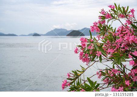 キョウチクトウの花 大久野島 広島県竹原市 キョウチクトウの花 大久野島 広島県竹原市 131155285