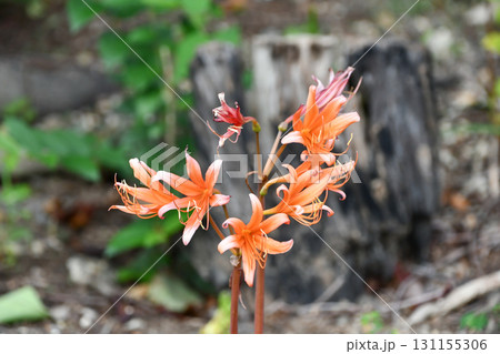 キツネノカミソリ Lycoris sanguinea キツネノカミソリ Lycoris sanguinea 131155306