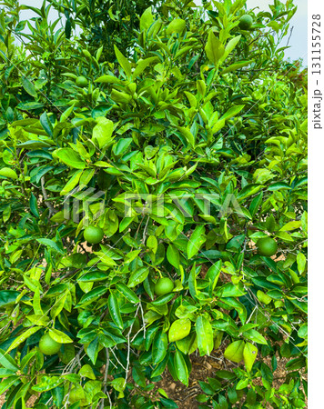 Lush green citrus grove brimming with young limes under the warm afternoon sun, showcasing nature's abundance 131155728