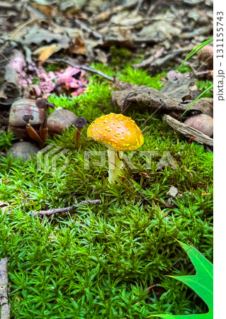 Bright yellow mushroom stands out amidst lush green moss and fallen leaves on a forest floor during a sunny afternoon 131155743