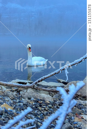 Elegant swan gliding serenely on a misty lake surrounded by frost-covered branches at dawn in a tranquil winter setting 131155878
