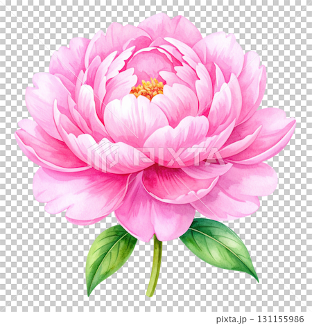 牡丹花，水彩插圖 131155986