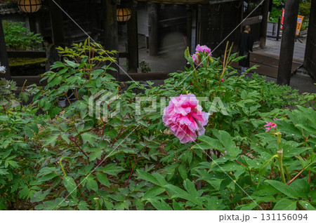 長谷寺－シャクナゲ咲く古刹の風景 131156094