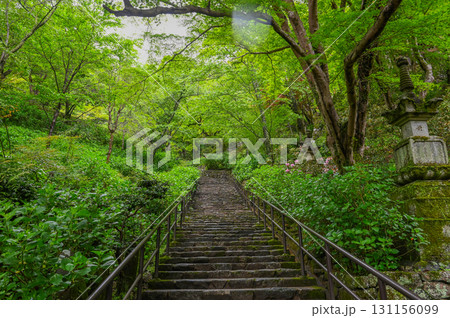 長谷寺－シャクナゲ咲く古刹の風景 131156099