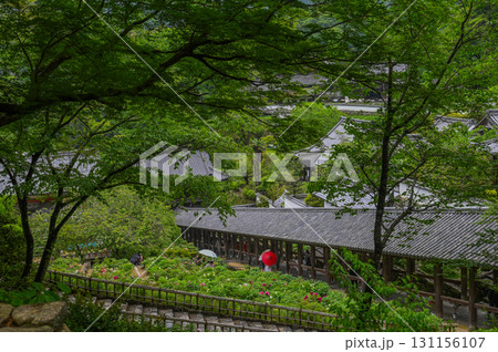 長谷寺-シャクナゲ咲く古刹の風景 長谷寺-シャクナゲ咲く古刹の風景 131156107