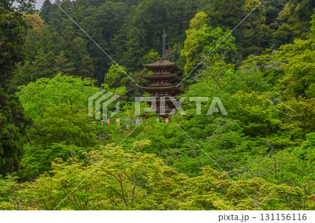 長谷寺-シャクナゲ咲く古刹の風景 長谷寺-シャクナゲ咲く古刹の風景 131156116