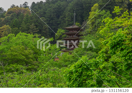 長谷寺－シャクナゲ咲く古刹の風景 131156120
