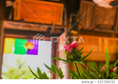 長谷寺－シャクナゲ咲く古刹の風景 131156132