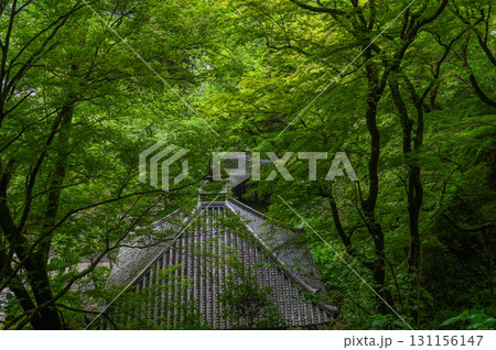 長谷寺－シャクナゲ咲く古刹の風景 131156147