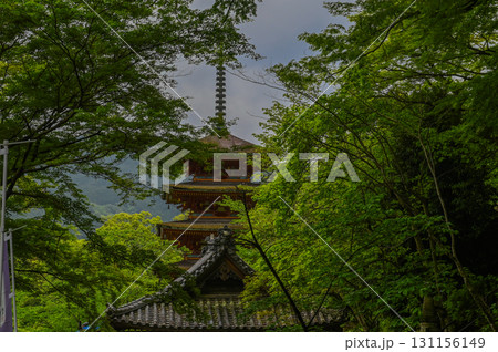 長谷寺－シャクナゲ咲く古刹の風景 131156149