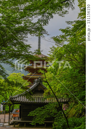 長谷寺－シャクナゲ咲く古刹の風景 131156150
