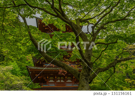 長谷寺－シャクナゲ咲く古刹の風景 131156161