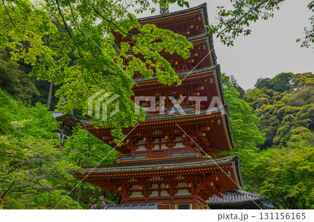 長谷寺-シャクナゲ咲く古刹の風景 長谷寺-シャクナゲ咲く古刹の風景 131156165