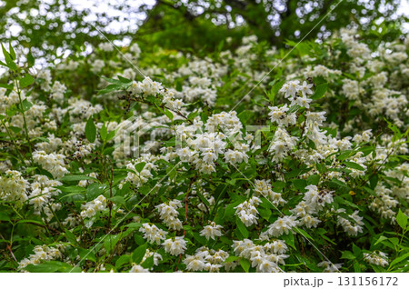 長谷寺-シャクナゲ咲く古刹の風景 長谷寺-シャクナゲ咲く古刹の風景 131156172