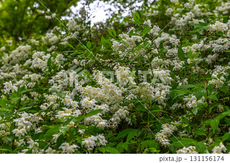 長谷寺－シャクナゲ咲く古刹の風景 131156174