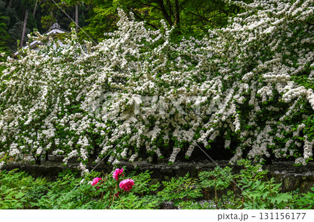 長谷寺－シャクナゲ咲く古刹の風景 131156177