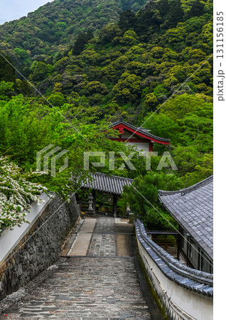 長谷寺－シャクナゲ咲く古刹の風景 131156185