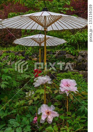 長谷寺-シャクナゲ咲く古刹の風景 長谷寺-シャクナゲ咲く古刹の風景 131156189