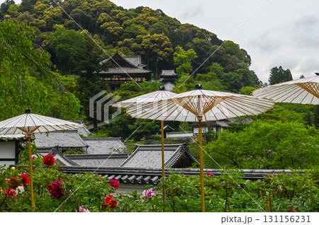 長谷寺-シャクナゲ咲く古刹の風景 長谷寺-シャクナゲ咲く古刹の風景 131156231