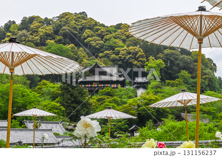 長谷寺－シャクナゲ咲く古刹の風景 131156237