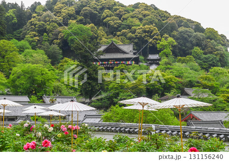 長谷寺-シャクナゲ咲く古刹の風景 長谷寺-シャクナゲ咲く古刹の風景 131156240
