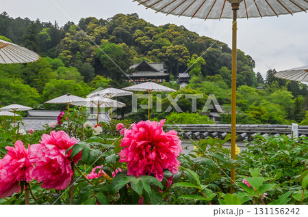 長谷寺－シャクナゲ咲く古刹の風景 131156242