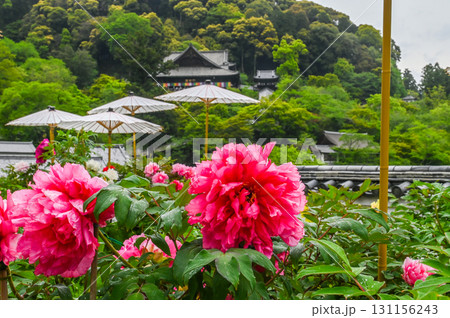 長谷寺－シャクナゲ咲く古刹の風景 131156243