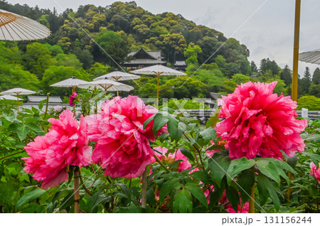 長谷寺-シャクナゲ咲く古刹の風景 長谷寺-シャクナゲ咲く古刹の風景 131156244