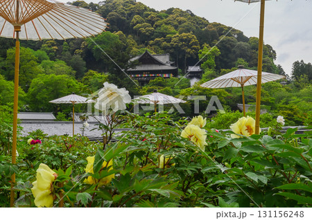 長谷寺－シャクナゲ咲く古刹の風景 131156248