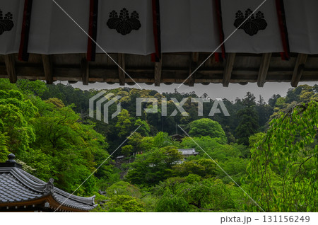 長谷寺－シャクナゲ咲く古刹の風景 131156249