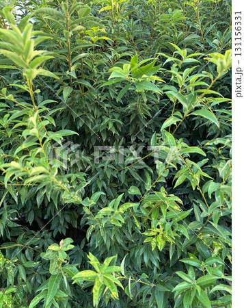 緑の葉が茂る木々のテクスチャ 131156331