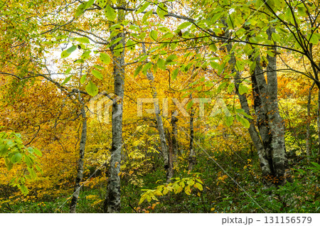 燃える秋　紅葉に色づく尾瀬 131156579