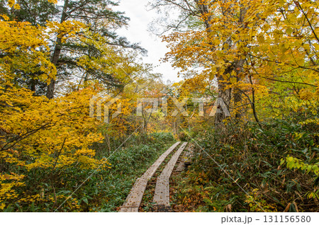 燃える秋 紅葉に色づく尾瀬 燃える秋 紅葉に色づく尾瀬 131156580